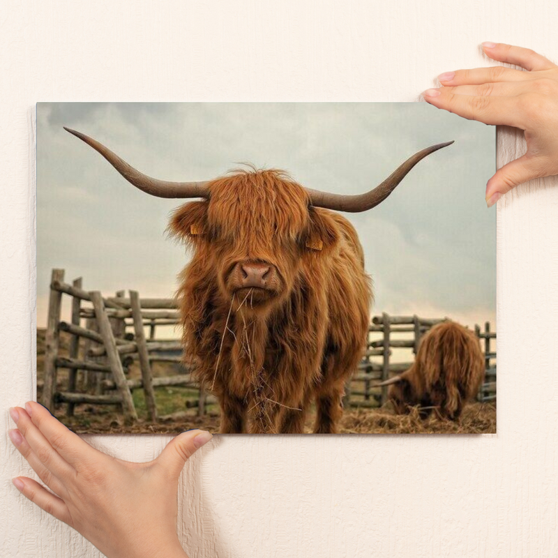 HIGHLAND COW CANVAS COLLECTION - Unframed Prints